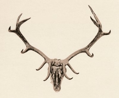 Head of a Deer, c1500-tallet, 1904 av Unbekannt