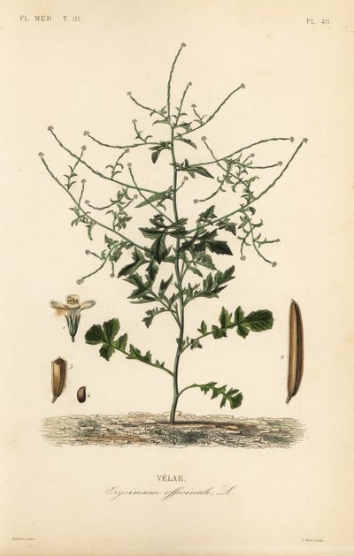 Hekksennep, Sisymbrium officinale, Erysimum officinale, Velar av Unbekannt