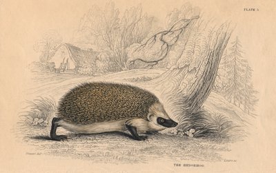 European Hedgehog Erinaceus, 1828 av Unbekannt
