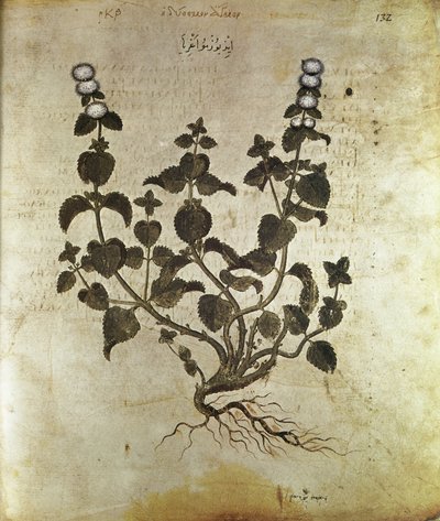 Urter Peppermynte (plant de menthe), 6. århundre av Unbekannt