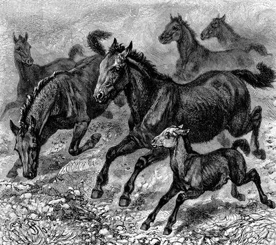 Herd of Tarpan, 1893 av Unbekannt