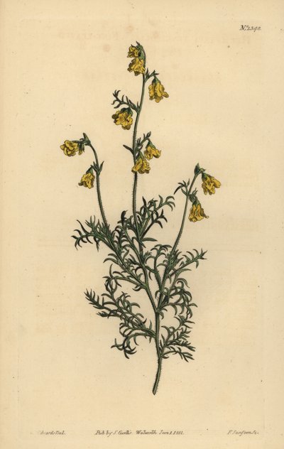 Hermannia confusa (finbladet hermannia, Hermannia tenuifolia) av Unbekannt