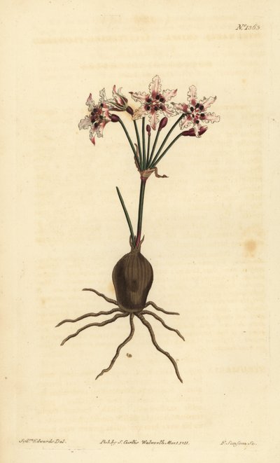 Hessea cinnamomea (glitrende blomstret strumaria, Strumaria crispa) av Unbekannt