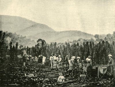 Humleplukking i Tasmania, 1901. av Unbekannt
