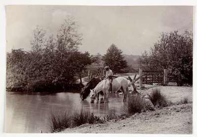 Hester som drikker ved dammen, vers 1890 av Unbekannt