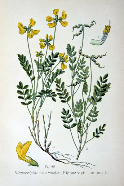 Hesteskovikke, 1893 av Unbekannt