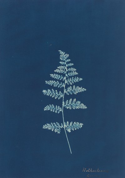 Hothocleana, ca. 1850-tallet. av Unbekannt