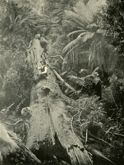 How Are The Mighty Fallen, 1901. av Unbekannt