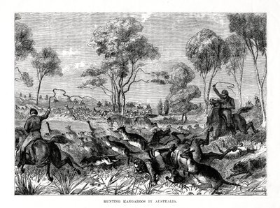 Jakt på kenguruer, Australia, 1877 av Unbekannt