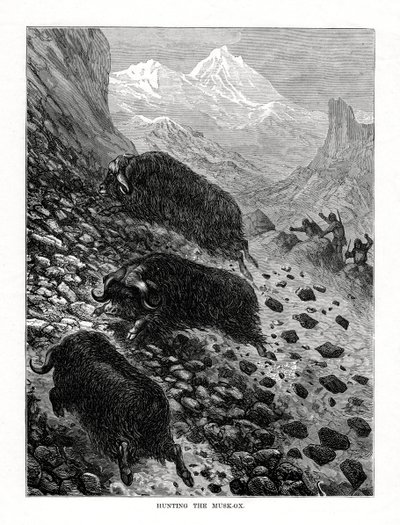 Jakt på moskus, 1877 av Unbekannt