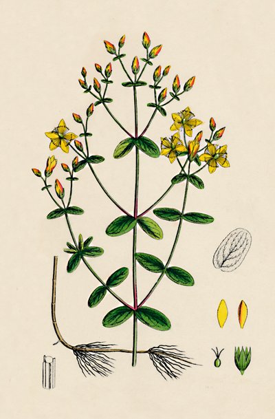 Hypericum Boeticum. Johannesurt med bølgede blader, 1800-tallet av Unbekannt
