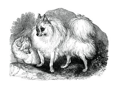 Islandshund, 1848 av Unbekannt