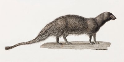 Ichneumon Mongoose av Unbekannt