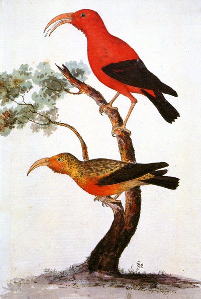 Illustrasjon/Iiwi/Iwi/Scarlet honeycreeper/Scarlet Hawaiian Honeycreeper av Unbekannt