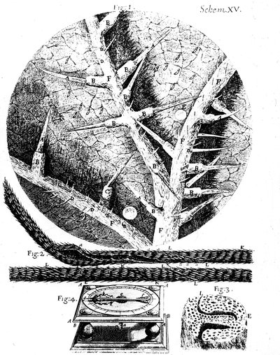 Illustrasjoner fra den engelske mikroskopisten Robert Hookes Micrographia, 1665 av Unbekannt