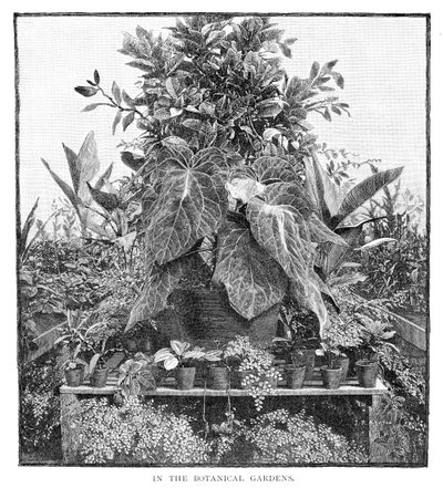 I den botaniske hagen, 1886 av Unbekannt