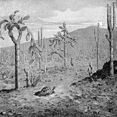 Indefatigable Island, Galapagos Archipelago, 1895 av Unbekannt