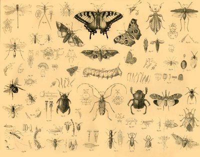 Insekter, c1910. av Unbekannt