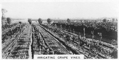 Vanning av drueranker, Australia, 1928 av Unbekannt