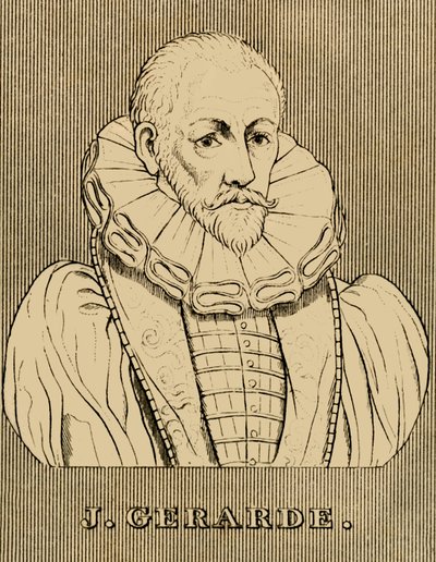 J. Gerarde, c1545-1612, 1830. av Unbekannt