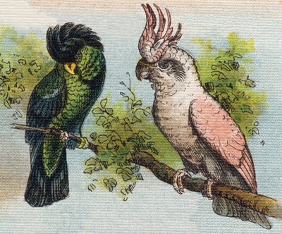 Kakatoes. Gravering i "Alphabet de ma petite fille". Bernardin-Bechet og Fils, bokhandler-forlag, Paris, rundt 1895. Ubrytelig album på lerret. Bibliotheque des Bebes. 12 sider. Album som inneholder en lesemetode og et illustrerende abecedary. Dim: av Unbekannt
