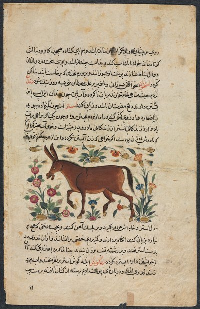 Khar Ass, fra en Nuzhat-nama-yi alai Excellent Book of Counsel..., 1400-tallet. av Unbekannt