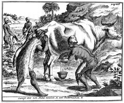 Khoikhois melker kyr og lager smør, Sør-Afrika, 1700-tallet 1931 av Unbekannt