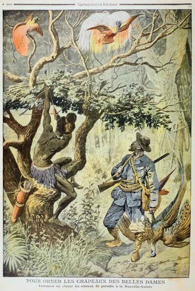 Killing Birds of Paradise, New Guinea, 1908 av Unbekannt