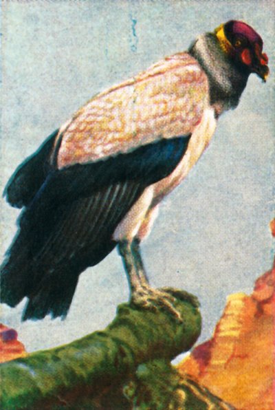 Kongegribb, c1928. av Unbekannt