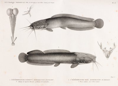 L'Heterobranche Harmout og L'Heterobranche Hale av Unbekannt