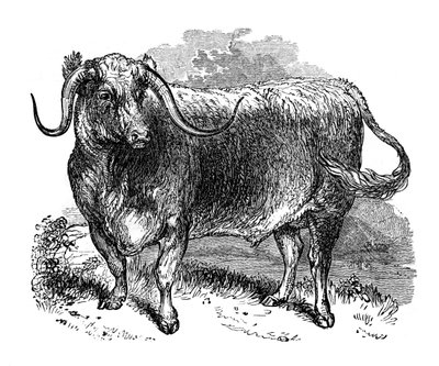 Lancashire-okse, eksemplar av langhornede raser, 1848 av Unbekannt