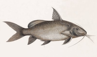 Le Pimelode Scheilan, nærbilde av Unbekannt