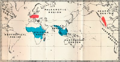 Lemuroidea - I. Kart, Viser distribusjonen av levende blå og fossil rød, 1897 av Unbekannt