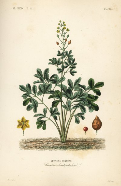 Leontice, Leontice leontopetalum, Leontice commune av Unbekannt