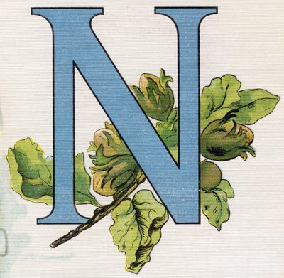 Buchstabe N: Haselnüsse von Unbekannt
