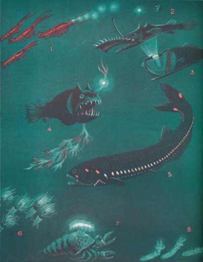 Livet en halv mil under havoverflaten, 1935 av Unbekannt
