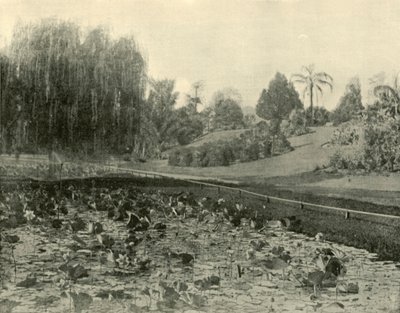 Lily Pond, Brisbane botaniske hage, 1901. av Unbekannt