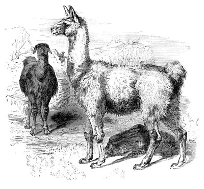 Flammer, c1880 av Unbekannt