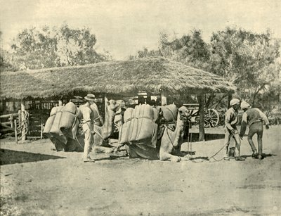 Laster kameler, på en australsk stasjon, 1901. av Unbekannt