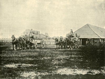 Laster ull, Warrawooh Station, Wimmera, 1901. av Unbekannt
