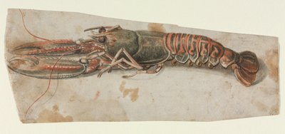 Hummer, 1600-tallet. av Unbekannt