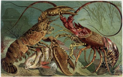 Hummer og hummer sammenligner hverandre - i "The Life of Animals" "av A.E. Brehm, Torino av Unbekannt
