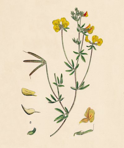 Lotus tenius. Slank fuglefot trefoil, 1800-tallet av Unbekannt