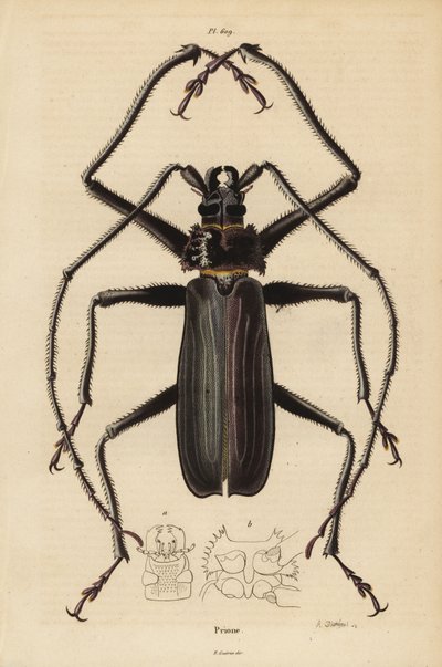 Macrotoma hayesii bille av Unbekannt