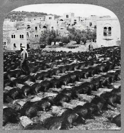 Lage vinflasker, Hebron, c1900 av Unbekannt