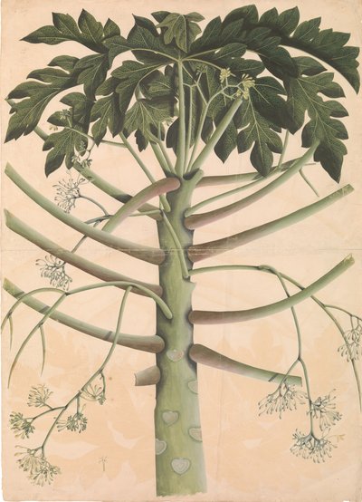 Hann Papaya Tree, ca. 1790-1800. av Unbekannt