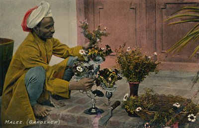 Malee. Gartner, c1910. av Unbekannt