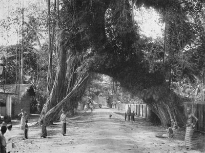 Pittoreske gammelt fikentre Ficus indica på Colombo-Galle-veien nær Kalutara, 1926 av Unbekannt
