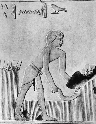 Mann som høster bygg med en sigd, sannsynligvis av tre satt med flint, gammel egyptisk, c240 f.Kr. av Unbekannt