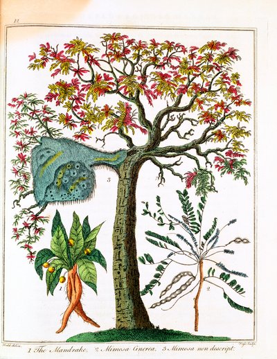 Mandrake, Sensitive Plant, and Acacia, c1795 av Unbekannt